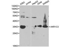 Western blot analysis of extracts of various cell line, using AKR1C3 antibody. (AKR1C3 Antikörper)