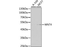Western blot analysis of extracts of various cell lines, using WNT4 antibody (ABIN6130658, ABIN6150246, ABIN6150247 and ABIN6223774) at 1:1000 dilution. (WNT4 Antikörper  (AA 122-351))