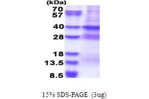 SDS-PAGE (SDS) image for Mediator Complex Subunit 27 (MED27) (AA 1-311) protein (His tag) (ABIN5853665)
