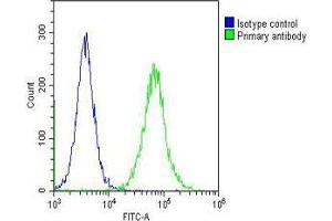 Overlay histogram showing Hela cells stained with (ABIN652911 and ABIN2842587) (green line). (ELAVL1 Antikörper)