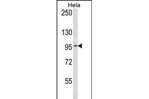BCL6 Antibody (C-term) (ABIN656985 and ABIN2846168) western blot analysis in Hela cell line lysates (35 μg/lane). (BCL6 Antikörper  (C-Term))