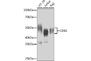 Western blot analysis of extracts of various cell lines, using CD82 Rabbit mAb (ABIN7266222) at 1:1000 dilution. (CD82 Antikörper)