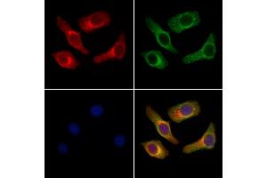 ABIN7094780 and ABIN7098831 staining Hela cells by IF/ICC. (Gastrin-Releasing Peptide Antikörper  (Internal Region))