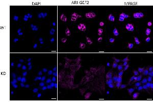 anti-rho/rac Guanine Nucleotide Exchange Factor (GEF) 2 (ARHGEF2) antibody