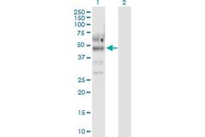 Western Blot analysis of PTPN11 expression in transfected 293T cell line by PTPN11 MaxPab polyclonal antibody. (PTPN11 Antikörper  (AA 1-460))