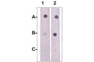 Dot Blot : 1 ug peptide was blot onto NC membrane. (JAK2 Antikörper  (pTyr1007, pTyr1008))