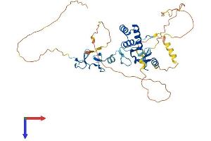LHX2 Protein (AA 1-406) (His tag)