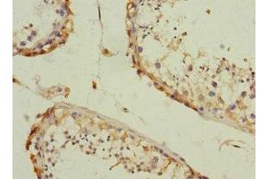 Immunohistochemistry of paraffin-embedded human testis tissue using ABIN7146507 at dilution of 1:100 (CAMSAP2 Antikörper  (AA 1-150))