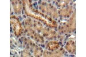 Used in DAB staining on fromalin fixed paraffin-embedded Kidney tissue (EPO Antikörper  (AA 28-192))
