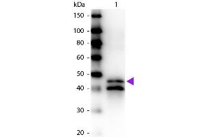Western blot of Biotin conjugated Rabbit Anti-Ovalbumin primary antibody. (Ovalbumin Antikörper  (Biotin))