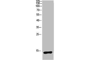 Western blot analysis of mouse lung lysate, antibody was diluted at 1:1000. (LC3B Antikörper  (AA 1-50))