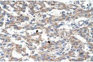 Immunohistochemical staining (Formalin-fixed paraffin-embedded sections) of human heart with DUT polyclonal antibody  at 4-8 ug/mL working concentration. (Deoxyuridine Triphosphatase (DUT) (C-Term) Antikörper)