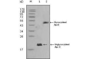 Western blot analysis using ApoO mouse mAb against HepG2 (1) and 3T3L1(2) cell lysate. (APOO Antikörper)