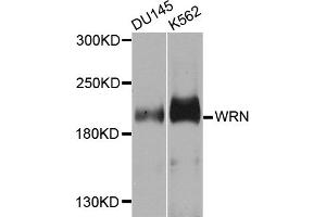 Western blot analysis of extracts of various cell lines, using WRN antibody (ABIN5996403) at 1/1000 dilution. (RECQL2 Antikörper)
