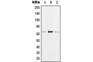 Western blot analysis of hnRNP K (pS284) expression in MCF7 EGF-treated (A), Raw264. (HNRNPK Antikörper  (pSer284))