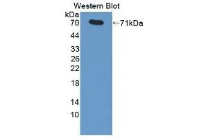 Detection of Recombinant HSPA1A, Human using Monoclonal Antibody to Heat Shock 70 kDa Protein 1A (HSPA1A) (HSP70 1A Antikörper  (AA 1-641))