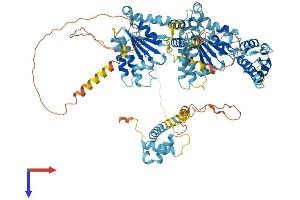 NVL Protein (AA 1-856) (His tag)