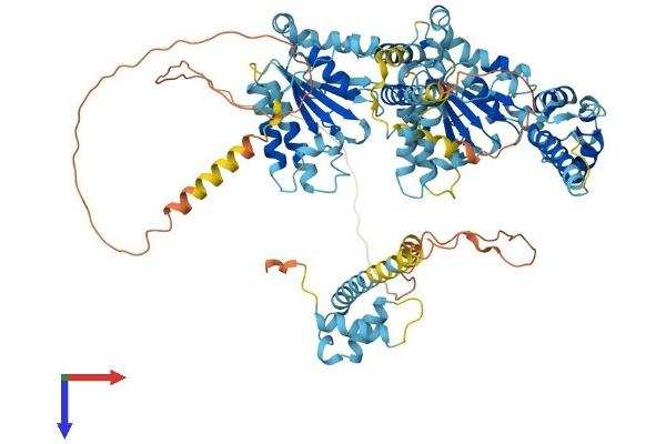 NVL Protein (AA 1-856) (His tag)