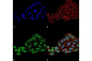 Immunocytochemistry/Immunofluorescence analysis using Rabbit Anti-WDR45 Polyclonal Antibody . (WDR45 Antikörper  (AA 312-322) (PerCP))
