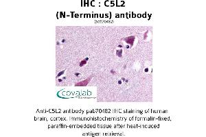 Image no. 1 for anti-G Protein-Coupled Receptor 77 (GPR77) (Extracellular Domain), (N-Term) antibody (ABIN1732504) (GPR77 Antikörper  (Extracellular Domain, N-Term))