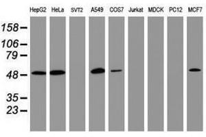 Image no. 3 for anti-CD4 (CD4) antibody (ABIN1497287)