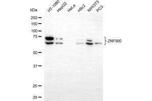 Western blotting analysis using ZNF500 antibody (ABIN7800897).