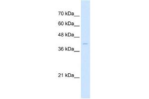 Sample Type:  HepG2 cell lysate  Antibody concentration:  1. (Arrestin 3 Antikörper  (Middle Region))