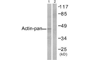 Western Blotting (WB) image for anti-Actin (pan) antibody (ABIN1848426) (Actin Antikörper  (pan))