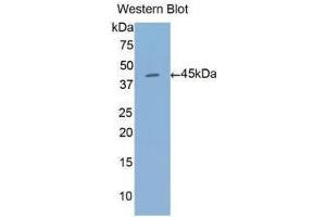 Western Blotting (WB) image for anti-Annexin A1 (ANXA1) (AA 1-346) antibody (ABIN1077718) (Annexin a1 Antikörper  (AA 1-346))