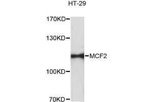 Western blot analysis of extracts of HT-29 cells, using MCF2 antibody. (MCF2 Antikörper)