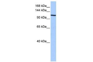 XPO1 antibody used at 0. (XPO1 Antikörper)