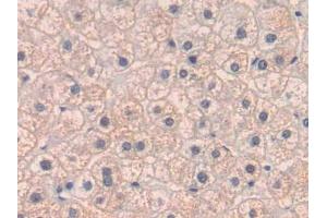 IHC-P analysis of Human Liver Tissue, with DAB staining. (PLGF Antikörper  (AA 43-162))