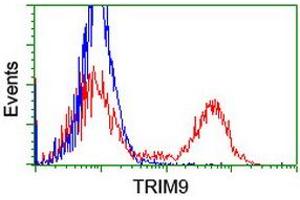 Image no. 3 for anti-Tripartite Motif Containing 9 (TRIM9) (AA 284-669) antibody (ABIN1491330) (TRIM9 Antikörper  (AA 284-669))