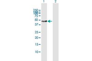 Western Blot analysis of SKP2 expression in transfected 293T cell line by SKP2 MaxPab polyclonal antibody. (SKP2 Antikörper  (AA 1-424))