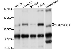 Western blot analysis of extracts of various cell lines, using TMPRSS15 antibody (ABIN4905445) at 1:1000 dilution.
