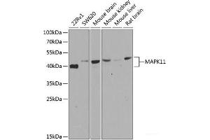 Western blot analysis of extracts of various cell lines using MAPK11 Polyclonal Antibody at dilution of 1:500.