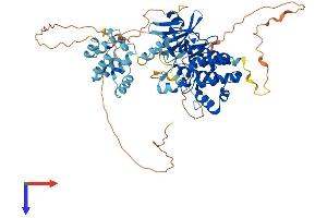 IRAK3 Protein (AA 1-609) (His tag)