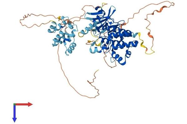 IRAK3 Protein (AA 1-609) (His tag)