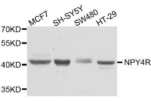 Western blot analysis of extracts of various cell lines, using NPY4R antibody. (NPY4R Antikörper  (AA 1-80))