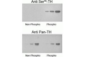 Western blot of recombinant phospho-TH and non-phospho-TH showing selective immunolabeling by the phosphospecific antibody of the ~60 kDa TH phosphorylated at Ser40. (Tyrosine Hydroxylase Antikörper  (pSer40))