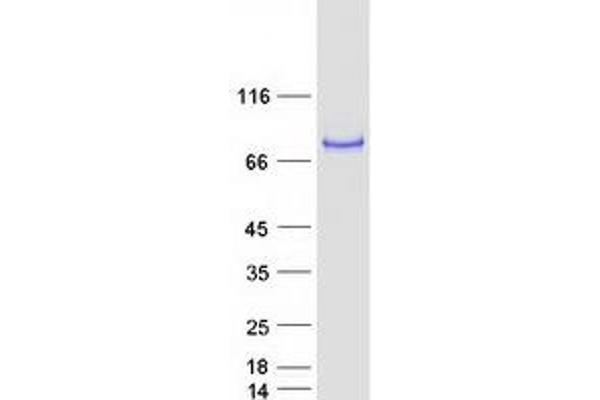 CAPN13 Protein (Myc-DYKDDDDK Tag)
