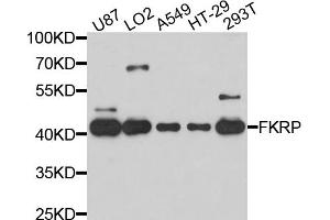 Western blot analysis of extracts of various cell lines, using FKRP antibody (ABIN4903681) at 1:1000 dilution. (FKRP Antikörper)