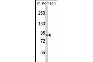 Western blot analysis of RD3 Antibody (C-term) (ABIN652622 and ABIN2842415) in mouse stomach tissue lysates (35 μg/lane). (PARD3 Antikörper  (C-Term))
