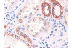 Immunohistochemistry (IHC) image for anti-Heat Shock 60kDa Protein 1 (Chaperonin) (HSPD1) (AA 172-343) antibody (ABIN7438895)
