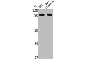 Western Blot analysis of rat stomach 293 cells using NVL Polyclonal Antibody (NVL Antikörper  (Internal Region))