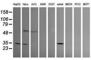 Image no. 1 for anti-Proline Synthetase Co-Transcribed (PROSC) antibody (ABIN1500439) (PROSC Antikörper)
