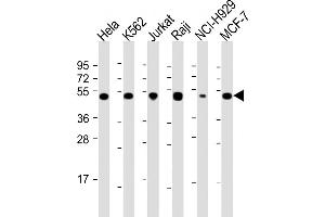 All lanes : Anti-RPL4 Antibody (N-Term) at 1:2000 dilution Lane 1: Hela whole cell lysate Lane 2: K562 whole cell lysate Lane 3: Jurkat whole cell lysate Lane 4: Raji whole cell lysate Lane 5: NCI- whole cell lysate Lane 6: MCF-7 whole cell lysate Lysates/proteins at 20 μg per lane. (RPL4 Antikörper  (AA 119-149))
