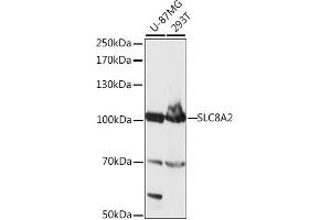 Western blot analysis of extracts of various cell lines, using SLC8 antibody (ABIN7270484) at 1:1000 dilution. (SLC8A2 Antikörper  (AA 360-450))