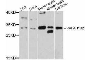 Western blot analysis of extracts of various cell lines, using PAFAH1B2 antibody (ABIN6292745) at 1:3000 dilution.
