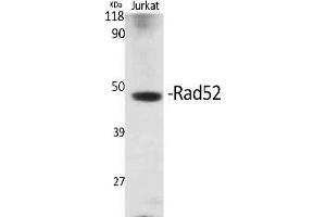 Western Blot analysis of various cells using Rad52 Polyclonal Antibody.